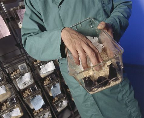 People over Politics and Profit: Why the EPA’s new policy on animal testing is a threat to public health