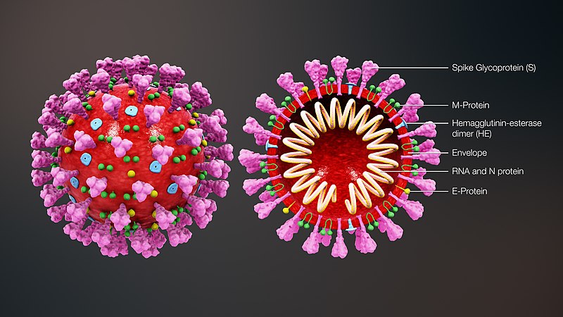 Diagram of the Coronavirus on the cellular level