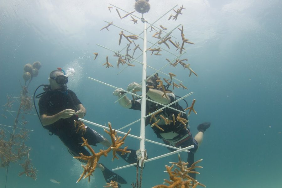 Divers from NOAA attaching coral to a new artificial reef. 